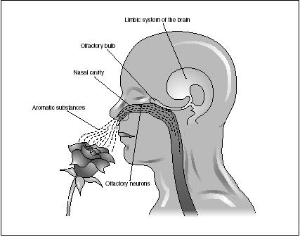 Aromatherapy is believed to benefit both the mind and body. Here, the smell from a flower stimulates the olfactory bulb and neurons (the parts of the nose and brain associated with the sense of smell). The desired emotional response (such as relaxation) is activated from the limbic system, the part of the brain thought to control emotional and behavioral patterns. (Electronic Illustrators Group. Reproduced by permission of Gale Group.)