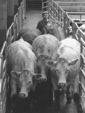 These British cattle are headed for slaughter. Tens of thousands of cows were sent to slaughter in Britain in an effort to prevent "Mad Cow Disease" from spreading a new form of Creutzfeldt-Jakob disease to humans. (Reproduced by permission of AP/Wide World Photos)
