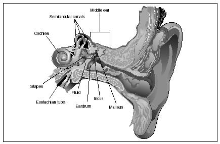 An illustration of the structures of the ear. (Reproduced by Electronic Illustrators Group)