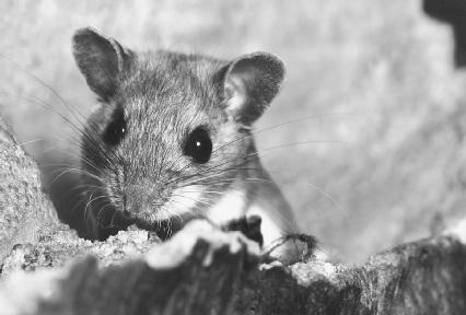 The deer mouse is a carrier of one type of hantavirus that caused severe cases of HPS in the southwestern United States. (© 1997 S.R. Maglione. Reproduced by permission of Photo Researchers, Inc.)