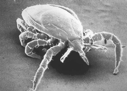Magnification of a mature deer tick, a carrier for Lyme disease. (Reproduced by permission of CNRI/Phototake NYC)