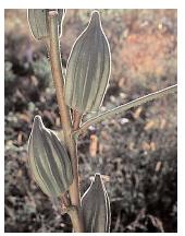 A major ingredient in cuisine of African origin, okra traveled to the eastern Mediterranean, Arabia, and India long before it came to the New World with African slaves. The thickening characteristic of its sticky substance is put to good use in the preparation of gumbos and stews. [Photograph by Robert J. Huffman/Field Mark Publications. Reproduced by permission.]