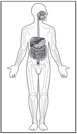 The tract running from the esophagus to the large intestine is called the alimentary canal, and it is where most digestion occurs. As food is pushed through the system, it encounters numerous specialized processes that act on it in different ways, extracting nutrients and rejecting waste. [Illustration by Argosy. The Gale Group.]