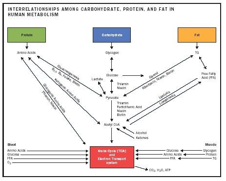 Liver Metabolizing Fat 11