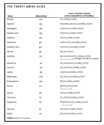 THE TWENTY AMINO ACIDS