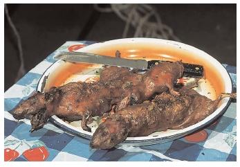 Some of the delicacies found on South American menus are toasted fire ants from Columbia, called hormiga, and these barbecued guinea pigs, or cuy, from Ecuador. [Photograph by Owen Franken. Corbis. Reproduced by permission.]
