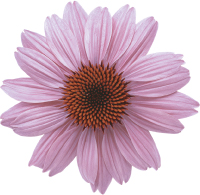 Echinacea