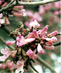 Lapacho tree