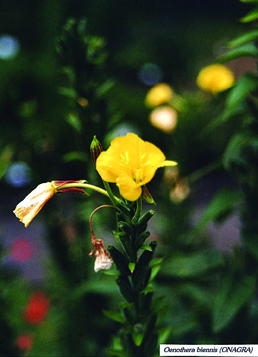 Evening primrose