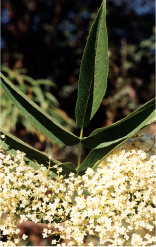 Elderberry