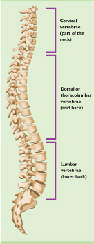 Structure of the Spinal Column