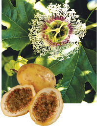 Do not use passion flower if you are pregnant or breast-feeding