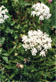 European Meadowsweet