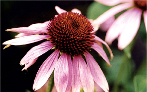 Echinacea