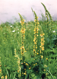 Mullein