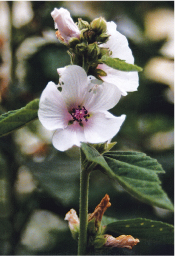 Marsh Mallow