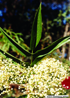 Blue elderberry