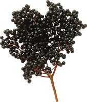 Blue elderberry