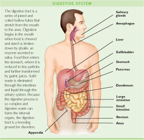 Digestive System