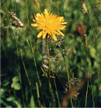 Gourmet Recipe for Dandelion Leaves