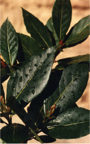 Bay Laurel