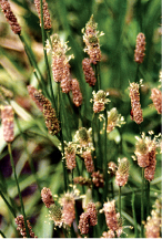 Psyllium is a bulk-forming laxative