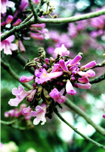 Pink trumpet tree