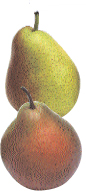 Pears