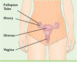 Female Reproductive System