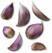 Garlic