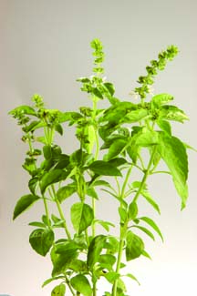 Basil