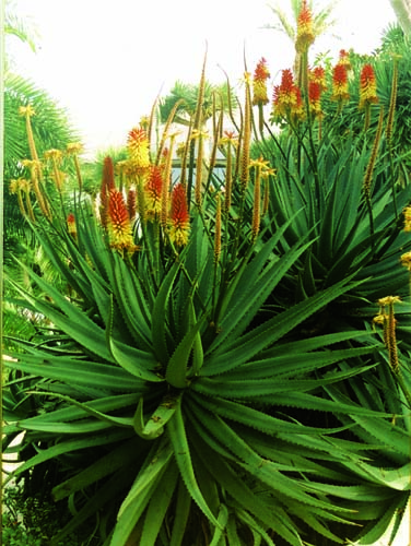 Aloe