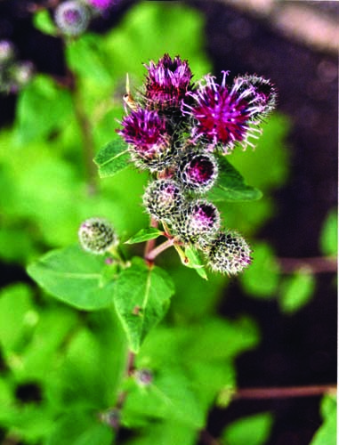 Burdock