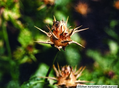 Milk thistle