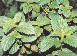 Lemon balm