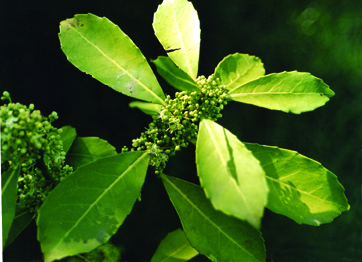 Yerba maté