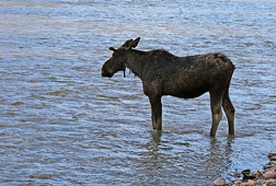 Same moose without pine boughs.