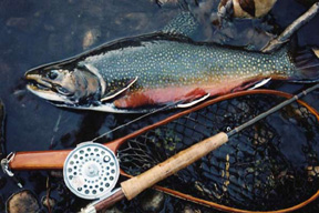 This brook trout was taken on a small fly in one of the lakes of the Utah’s High Uinta Wilderness.