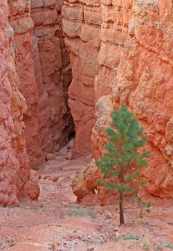 The green pine tree stands out from its complementary red rock background.