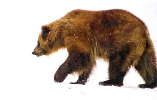 This grizzly bear was out of hibernation in January and wandering the snow banks