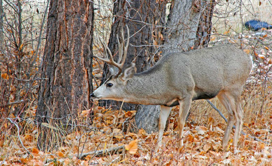 The above mule deer buck was photographed during the hunting season.