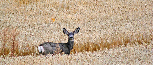 This mule deer doe has cut quite the trail into her favorite wheat field.