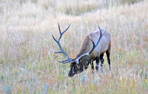 Bull elk are difficult to approach in areas that they are hunted.