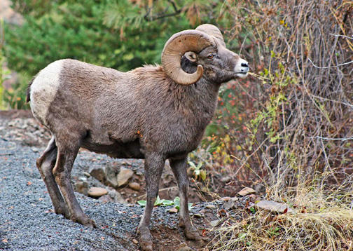 I love to photo big horn sheep because they show no fear and give you plenty of opportunities.