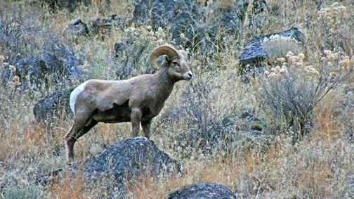 Big horn sheep frequent rattlesnake country.