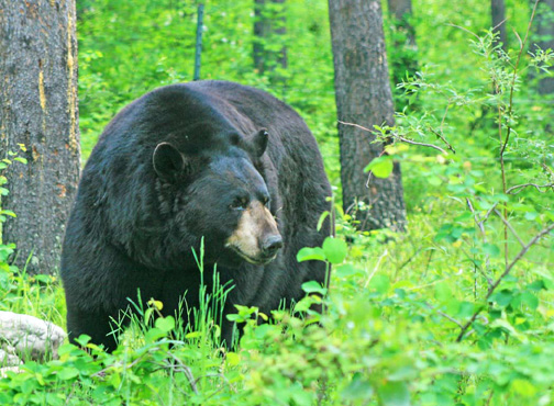 This is a huge Glacier Park black bear that was not too far from Polebridge, Montana.