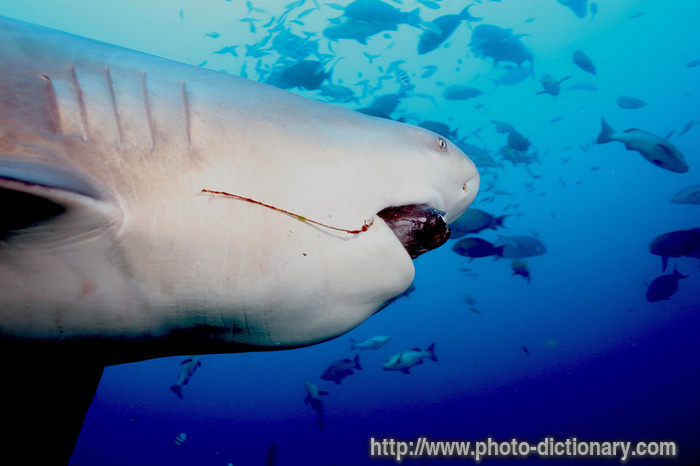 bull shark. ull shark - photo/picture