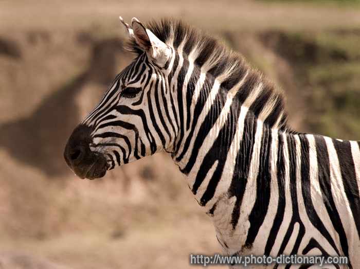 Images Of Zebra. zebra - photo/picture