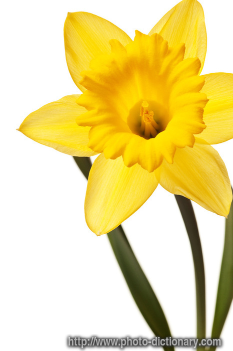 Www.daffodil.com