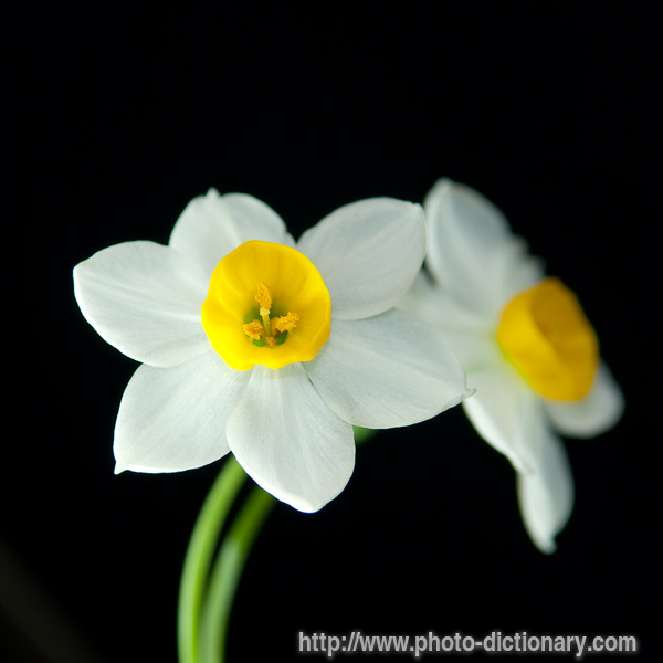 Daffodil: daffodil